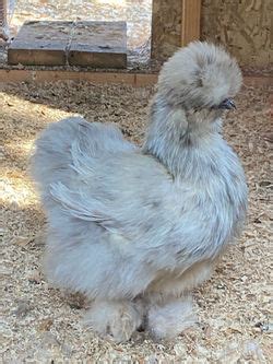 chocolate splash silkie|Mauve Silkies – Duskwood Farm, LLC.